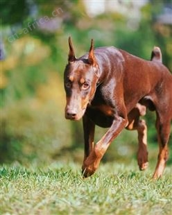 纯种杜宾犬 杜宾幼犬养殖销售 看家护院 成年犬 均有 明茂