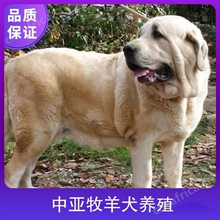 中亚牧羊犬养殖 服务养殖技术指导 特征被毛光滑柔软