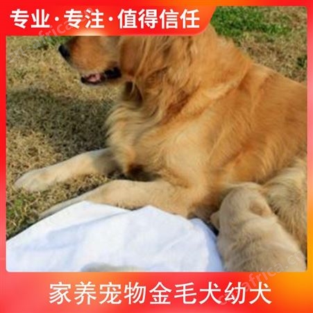 家养宠物金毛犬幼犬 公母均有 体长56-61cm 体重20斤