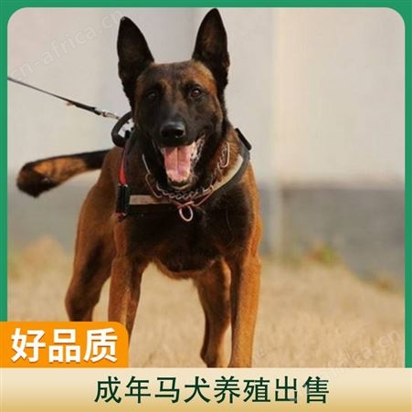成年马犬养殖出售 品种马犬 体型中型 体重35 发货方式宠物托运