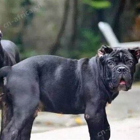散养卡斯罗犬养殖护卫犬幼崽 指导饲养 免疫驱虫已做
