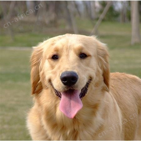 散养成年宠物金毛犬 巡回导盲犬 体格好 聪明温顺