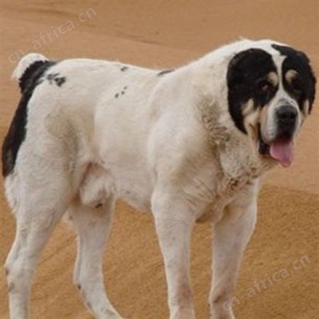 圈养中亚牧羊犬 成年宠物犬大型养殖 饲养简单 视频挑选