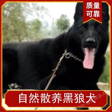自然散养黑狼犬 规格成年 公母均有 品种黑狼犬 体长62cm