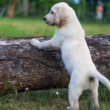 长期供应拉布拉多幼犬 小型长毛巡回犬 延展性强 提供技术指导