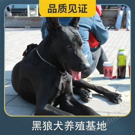 附近的黑狼犬养殖基地 免疫驱虫已做完 年龄幼年