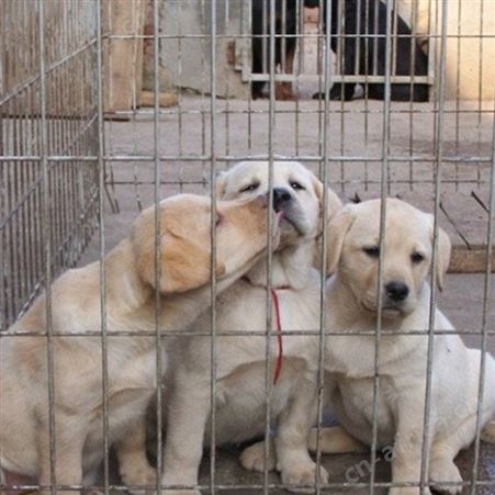农家养殖育肥拉布拉多犬 看家护院 聪明伶俐 适应性强