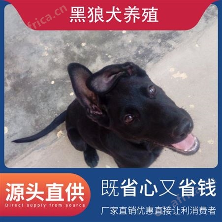 附近的黑狼犬养殖基地 规格成年 公母均有 品种品种