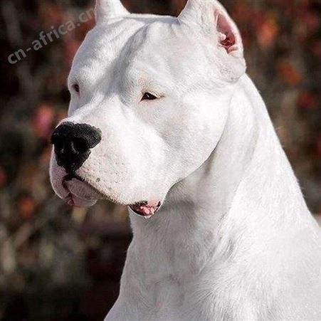 杜高犬 大体型供应宠物幼犬 性情温顺 行动敏捷 适应性强