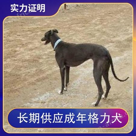 长期供应成年格力犬 肩高60cm 体长100cm 公母均有
