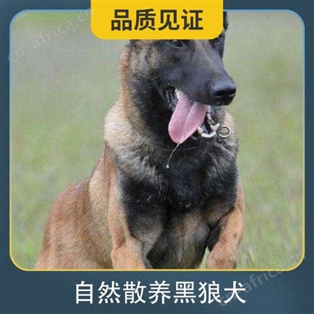 自然散养黑狼犬 规格成年 公母均有 品种黑狼犬 体长62cm