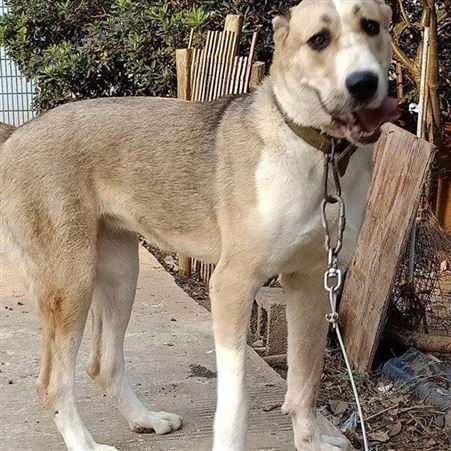 养殖中亚牧羊犬 纯种中亚犬幼崽 已做免疫驱虫 生长快 好养易活