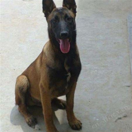 纯种马犬养殖基地 自然立耳 看家护院 明茂养殖场