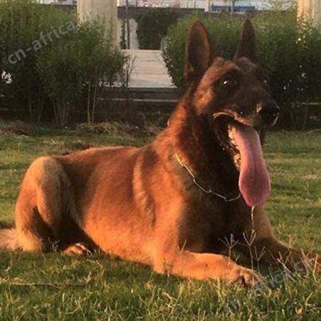 纯种马犬养殖基地 自然立耳 看家护院 明茂养殖场
