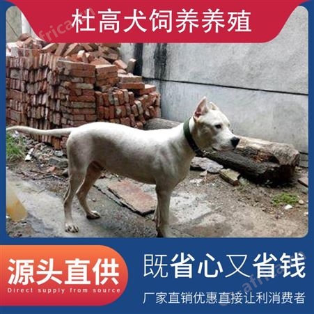 杜高犬饲养养殖 公母均有 免疫驱虫已做完 毛色白色