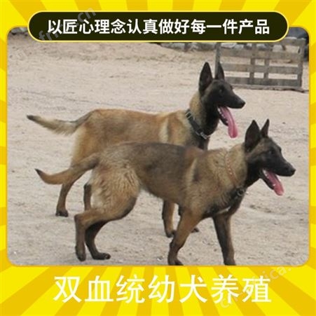 双血统幼犬养殖 品种卡斯罗犬 胸围40cm 体长96cm