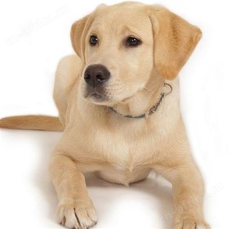 拉布拉多犬 巡回导盲犬活体销售 品种优良 明茂养殖场