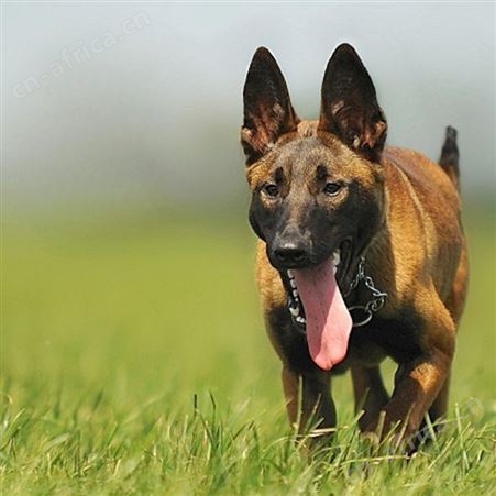散养大型双血统成年马犬 爆发力强 四肢有力 行动敏捷