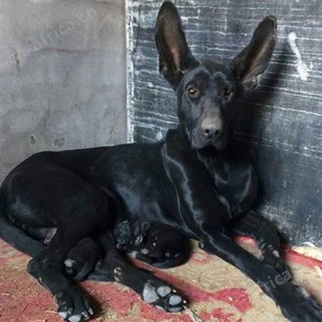 自然散养家庭护卫黑狼犬幼崽 好养活 目光有神 品种优良