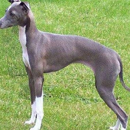 猎兔格力犬养殖基地 纯种幼犬 双血统 已做免疫驱虫 明茂