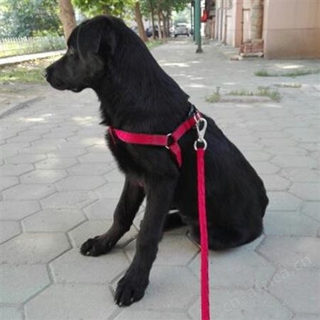 农家养殖改良黑狼犬 双血统立耳幼犬 适应能力强 体型高大