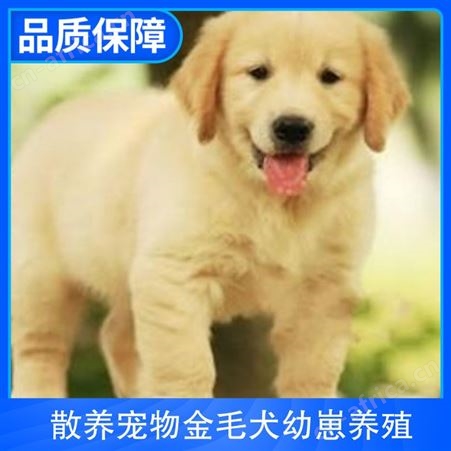 散养宠物金毛犬幼崽养殖 公母均有 品种金毛犬 体长55cm