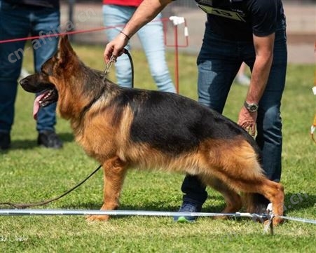 散养德国牧羊犬 放牧牛羊 双血统萌犬幼崽 适应能力强 明茂