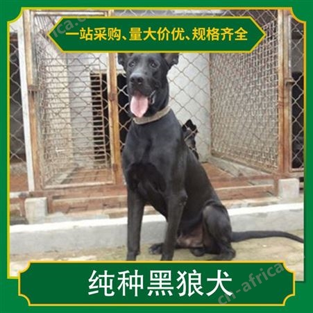 纯种黑狼犬的价位 公母均有 品种黑狼犬 品类犬类