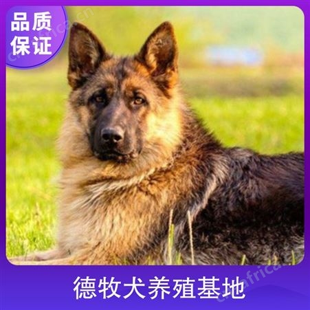 德牧犬养殖基地 品种德国牧羊犬 颜色黑色 性格忠诚护主