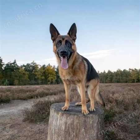 德国牧羊幼犬 大体型德牧犬养殖 体格健壮 已做防疫驱虫 明茂