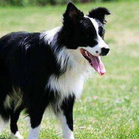 农家供应纯种德国牧羊犬 散养德牧幼犬 科学养殖 饲养体系完善