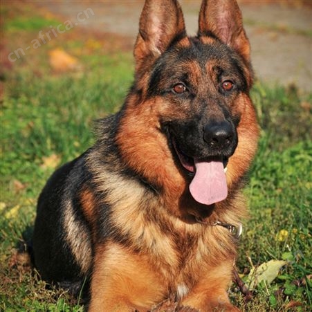长期供应德国牧羊犬 纯种德牧幼犬 抗病能力强 饲养简单