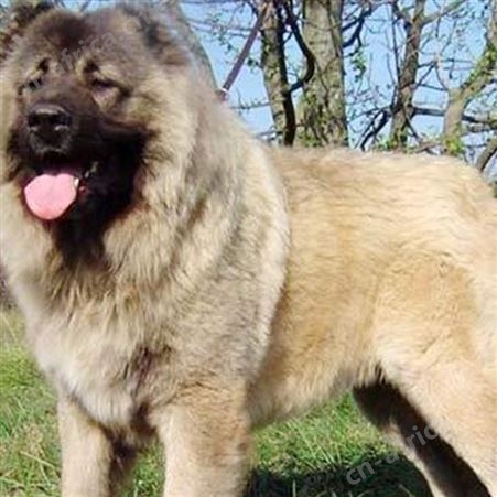 散养大体型中亚牧羊犬 双血统宠物犬 体格健壮 适应能力强