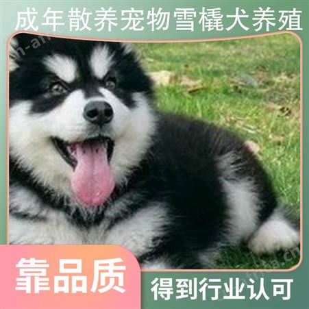 成年散养宠物雪橇犬养殖 养殖方式散养 服务提供养殖技术指导