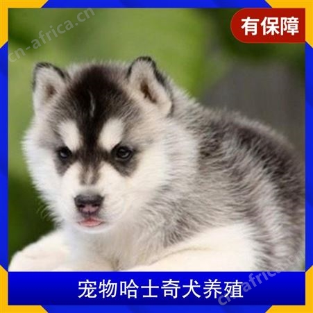 宠物哈士奇犬养殖 品种哈士奇犬 肩高51-56cm 服务提供养殖技术指导