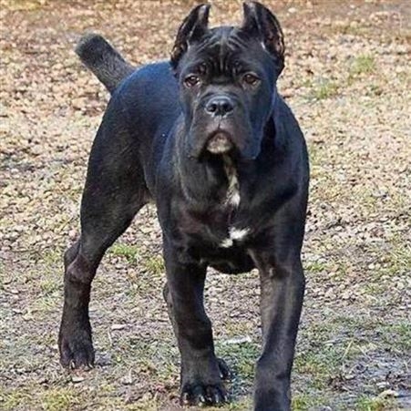 卡斯罗犬 护卫犬 工作犬 威武霸气好养活可视频挑选