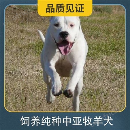饲养纯种中亚牧羊犬 公母均有 运输物流 胸围52cm