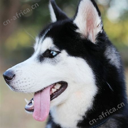 长期供应看家护主哈士奇犬 性情温顺 体型匀称 抗病能力强