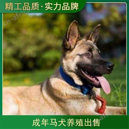 成年马犬养殖出售 品种马里努阿犬 颜色黄色 体长57cm