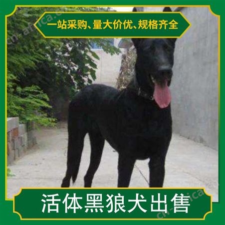 活体黑狼犬出售 狗狗品种黑狼犬 颜色黑色 狗狗性别公母均有