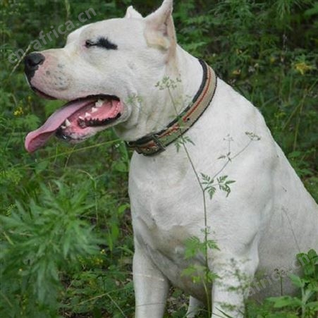大骨架成年杜高犬 巨型猛犬猎犬 体型高大 抗病能力强