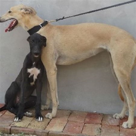 散养青年格力犬 机警敏锐 抗病能力强 明茂养殖