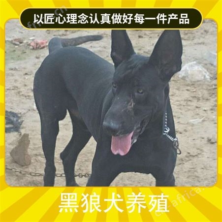 附近的黑狼犬养殖基地 规格成年 公母均有 品种品种