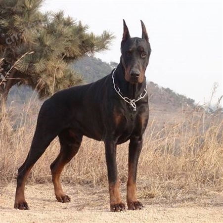 常年养殖大体型杜宾犬 杜宾幼犬 立耳护卫犬 已做免疫驱虫