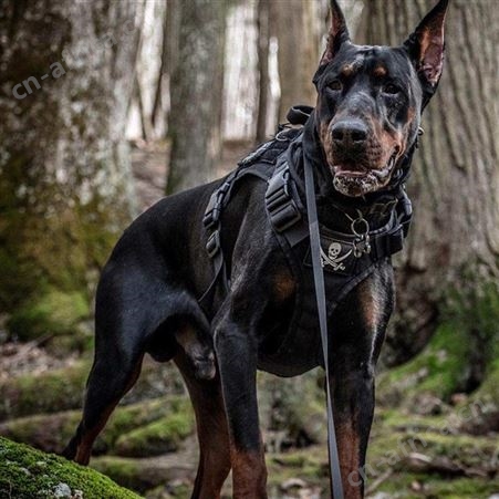 大型双血统杜宾犬 德系杜宾幼犬 抗病能力强 体型高大