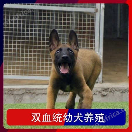 双血统幼犬养殖 品种卡斯罗犬 胸围40cm 体长96cm