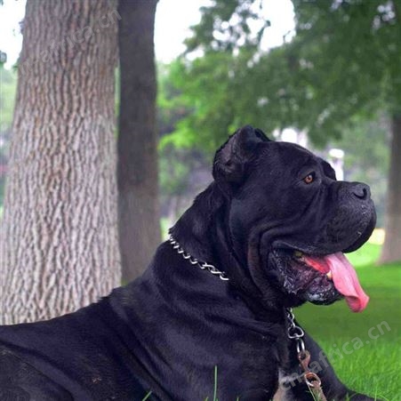 散养卡斯罗犬养殖护卫犬幼崽 指导饲养 免疫驱虫已做