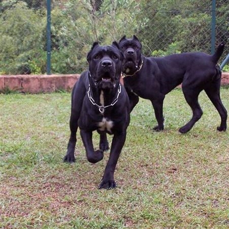 大型散养卡斯罗犬养殖 成年改良工作护卫犬 抗病能力强 体格健壮
