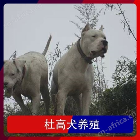 杜高犬养殖场 品种杜高 颜色白色 年龄幼犬 免疫驱虫已做完