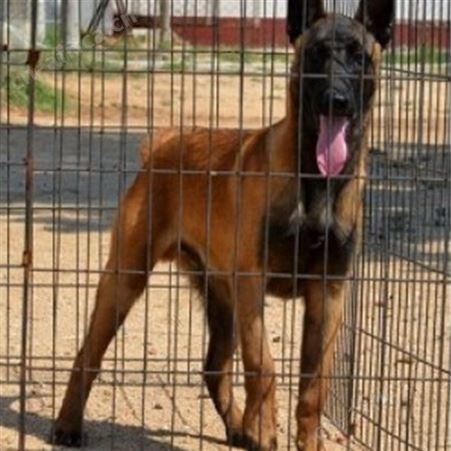 农家散养马犬幼犬 长期养殖 自然立耳 体格健壮 抗病能力强